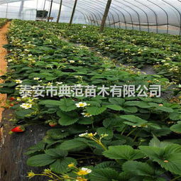 五月香草莓苗基地 融合生態理念，引領草莓產業發展